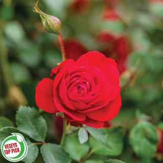 Canadian Shield Rose Thumbnail